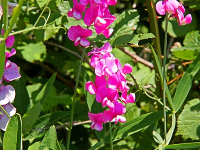 [Bright pink, four-petaled blooms cascading down the overhanging stems. The blooms each have two large petals and two small petals.]